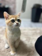 Prachtige Britse Korthaar kitten met stamboom, Dieren en Toebehoren, Katten en Kittens | Raskatten | Korthaar, Kater, Met stamboom