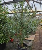 Roze Oleander - Nerium oleander, Ophalen, Vaste plant, Overige soorten, Halfschaduw