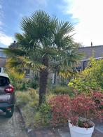 Palmboom, 250 tot 400 cm, Zomer, Palmboom, Ophalen
