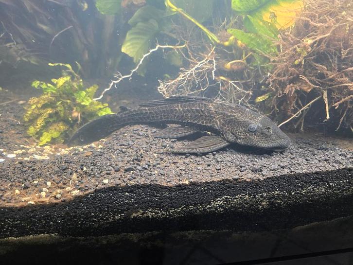Pterygoplichthys pardalis (Pleco) prachtige grote algeneter, Dieren en Toebehoren, Vissen | Aquariumvissen, Vis