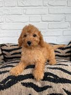 Malitpoo pups, maltezer, toy poedel, Nederland, Overige rassen, CDV (hondenziekte), 8 tot 15 weken