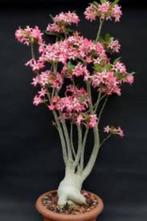 Caudex Adenium Somalense in de 30 cm pot,, Overige soorten, 100 tot 150 cm, Ophalen of Verzenden, In pot
