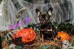 Franse Bulldog pups uit geteste ouders, Dieren en Toebehoren, België, Fokker | Hobbymatig, Rabiës (hondsdolheid), 8 tot 15 weken