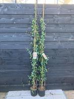 Toscaanse Jasmijn ROSE ,met zacht roze bloem, 175 cm hoog!!!, Tuin en Terras, Planten | Tuinplanten, Ophalen, Volle zon, Vaste plant