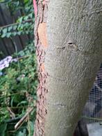 Gevraagd: Eucalyptus boom verwijderen, Tuin en Terras, Planten | Bomen, Ophalen, Volle zon, Overige soorten