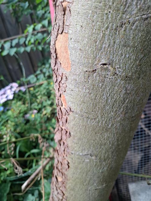 Gevraagd: Eucalyptus boom verwijderen, Tuin en Terras, Planten | Bomen, Overige soorten, Volle zon, Ophalen