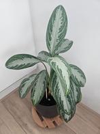 Prachtige Chineze Evergreen plant met mooie terracotta pot, Huis en Inrichting, Ophalen, Minder dan 100 cm