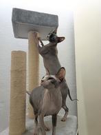 2x Sphynx dames, Dieren en Toebehoren, Katten en Kittens | Raskatten | Korthaar, Poes, Gechipt, 6 jaar of ouder