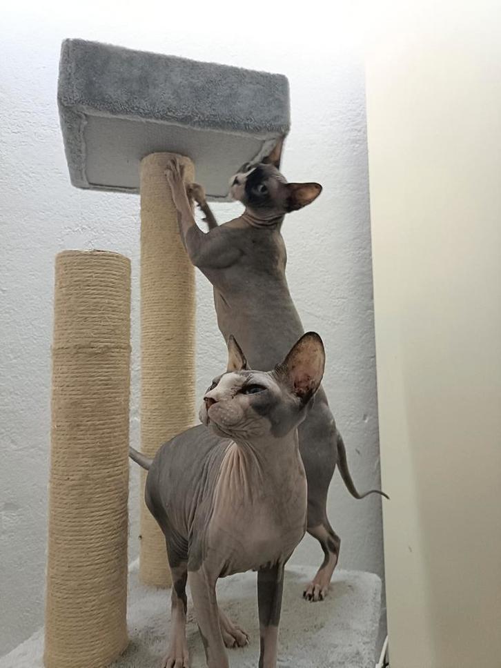 2x Sphynx dames, Dieren en Toebehoren, Katten en Kittens | Raskatten | Korthaar, Poes, 6 jaar of ouder, Gechipt, Ontwormd, Ingeënt