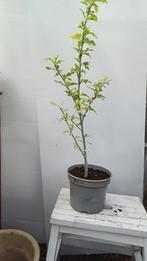 hibiscus, Tuin en Terras, Planten | Tuinplanten, Volle zon, Vaste plant, Zomer, Ophalen