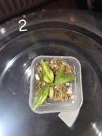 Philodendron Gloriosum Tricolor TC, Ophalen of Verzenden