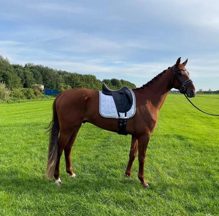 veelbelovende 6 jarige vos ruin, Dieren en Toebehoren, Paarden, Ruin, B, 160 tot 165 cm, 3 tot 6 jaar