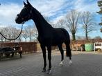 te koop zwarte merrie, Merrie, Met stamboom, Dressuurpaard, 3 tot 6 jaar