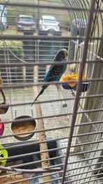 Parkiet, Dieren en Toebehoren, Vrouwelijk, Parkiet