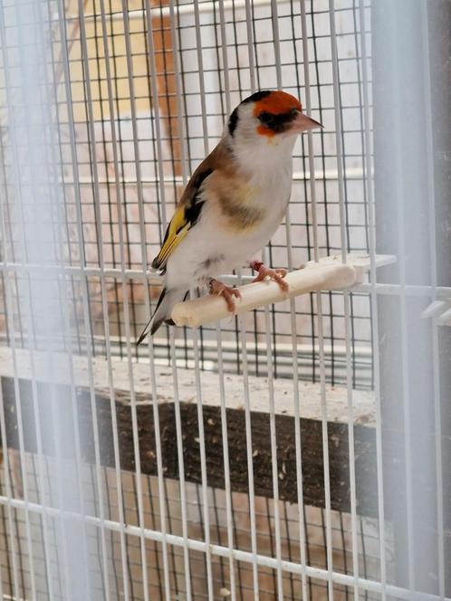 Bont Putter, Dieren en Toebehoren, Vogels | Toebehoren, Nieuw, Overige typen, Ophalen