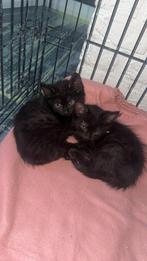 Kittens, Dieren en Toebehoren, Meerdere dieren