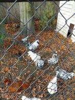 Mooie haan uilebaard, Dieren en Toebehoren, Pluimvee, Mannelijk, Kip