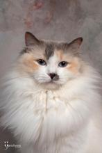 Mooie ragdoll poes bijna 2 met stamboom, Poes, Met stamboom