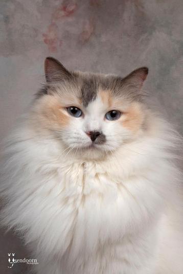 Mooie ragdoll poes bijna 2 met stamboom  beschikbaar voor biedingen