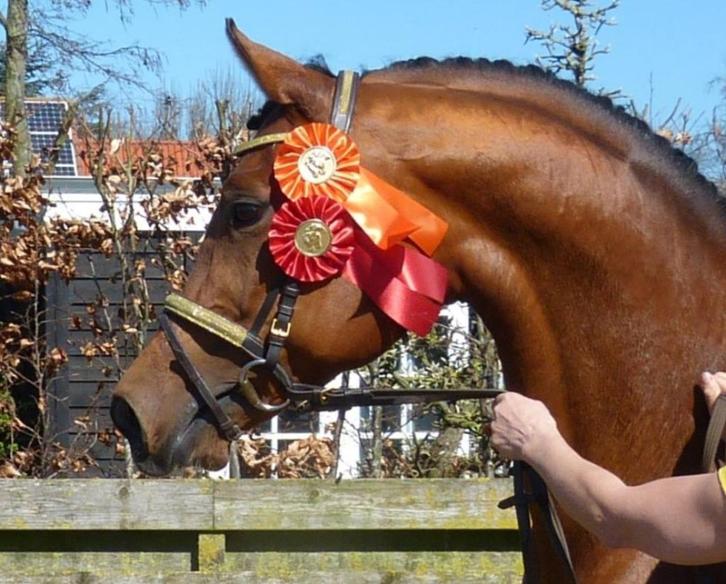 Russische Arabisch volbloed hengsten ter dekking, Dieren en Toebehoren, Paarden en Pony's | Dekhengsten en Fokmerries, Hengst