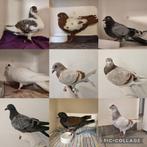 Verschillende soorten sierduiven, Meerdere dieren, Overige soorten