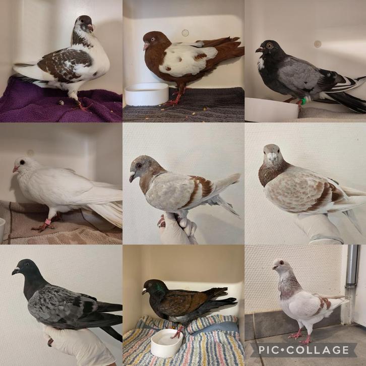 Verschillende soorten sierduiven, Dieren en Toebehoren, Vogels | Duiven, Overige soorten, Meerdere dieren