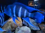Cyphotilapia, gibberosa blue zaire moba jongen tekoop 6-8cm, Dieren en Toebehoren, Vissen | Aquariumvissen
