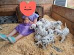 dalmatiër pup pups puppy's zoeken een leuk baasje., Dieren en Toebehoren, Honden | Beagles, Bassets en Lopende honden, Dalmatiër