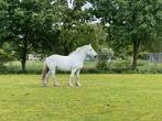 Bijrijder / verzorger gezocht voor mijn Dales Pony, Ophalen, Nieuw, Recreatie