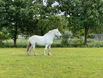 Bijrijder / verzorger gezocht voor mijn Dales Pony beschikbaar voor biedingen