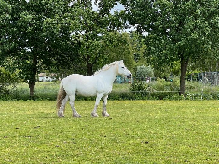 Bijrijder / verzorger gezocht voor mijn Dales Pony, Dieren en Toebehoren, Paarden en Pony's | Overige Paardenspullen, Nieuw, Recreatie