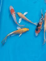 Koi karpers butterfly, Dieren en Toebehoren, Vissen | Vijvervissen, Karper of Koi