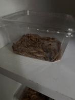 Wormen en sprinkhanen, Dieren en Toebehoren, Sprinkhaan of Krekel
