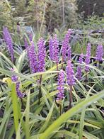 Liriope paars en wit, Ophalen, Vaste plant, Siergrassen, Halfschaduw