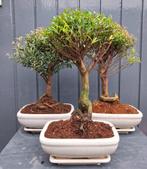 3 Buxus Sempervirens Bonsai, In pot, Bloeit niet, Halfschaduw, Minder dan 100 cm