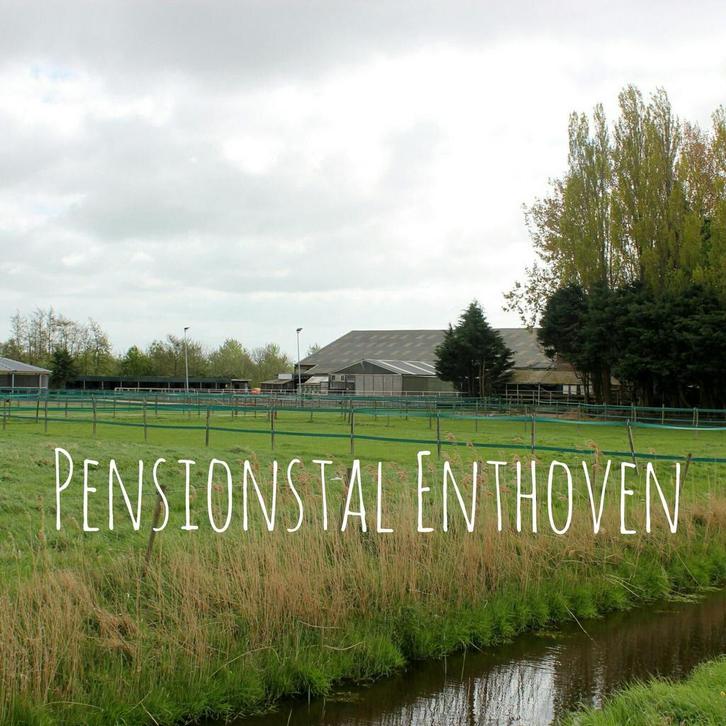 Pensionstal Enthoven Lisserbroek heeft boxen vrij, Dieren en Toebehoren, Stalling en Weidegang, Stalling, Weidegang, Toebehoren