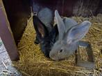 Vlaamse reuzen, Dieren en Toebehoren, Konijnen, Meerdere dieren, Groot, 0 tot 2 jaar