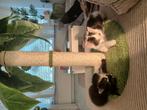 Twee prachtige speels kittens, Dieren en Toebehoren