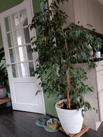 Ficus Benjamin inclusief pot 1.80 hoog, Huis en Inrichting, Ophalen of Verzenden, Ficus, Halfschaduw, Minder dan 100 cm