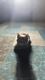 Britse korthaar kitten €800, Dieren en Toebehoren, Katten en Kittens | Raskatten | Korthaar, Poes, Ontwormd