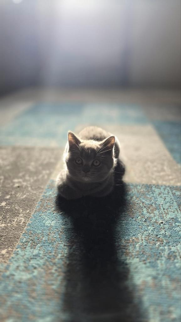 Britse korthaar kitten €800, Dieren en Toebehoren, Katten en Kittens | Raskatten | Korthaar, Poes, Ontwormd