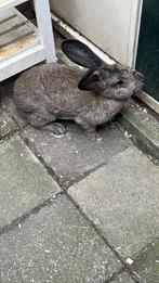 Grijze vlaamse reus, Dieren en Toebehoren, Konijnen, Mannelijk, Groot