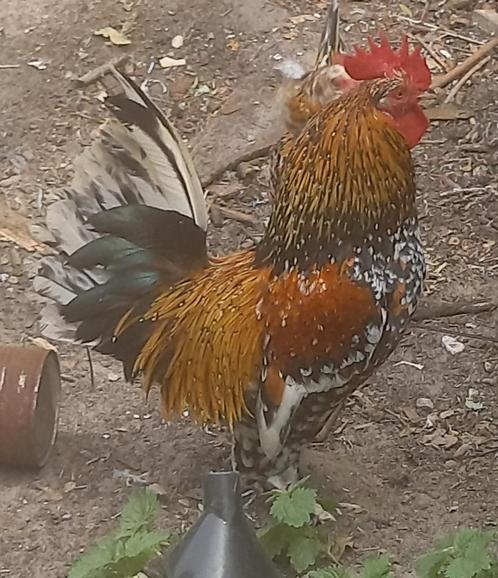 groot toom sabelpoten , Dieren en Toebehoren, Pluimvee, Kip, Meerdere dieren