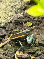 Phylobates vittatus, Dieren en Toebehoren