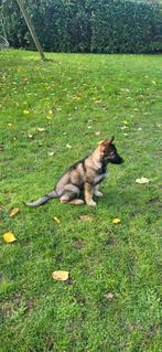 Duitse herder pup, Dieren en Toebehoren, CDV (hondenziekte), 8 tot 15 weken, Teef, Eén hond