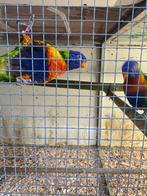 Lorries uit de blauwe bergen koppel, Meerdere dieren, Papegaai