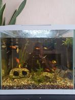 Aquarium merk superfish 44x45x29 compleet, Ophalen, Zo goed als nieuw, Gevuld zoetwateraquarium