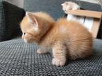 kitten, Dieren en Toebehoren, Katten en Kittens | Raskatten | Korthaar, Poes