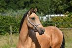 Morante, een pre ruin met een grote maat., Dieren en Toebehoren, Paarden, Ruin, Dressuurpaard, 0 tot 2 jaar, 160 tot 165 cm