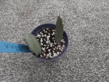 2 gewortelde epiphyllum geel / wit  beschikbaar voor biedingen